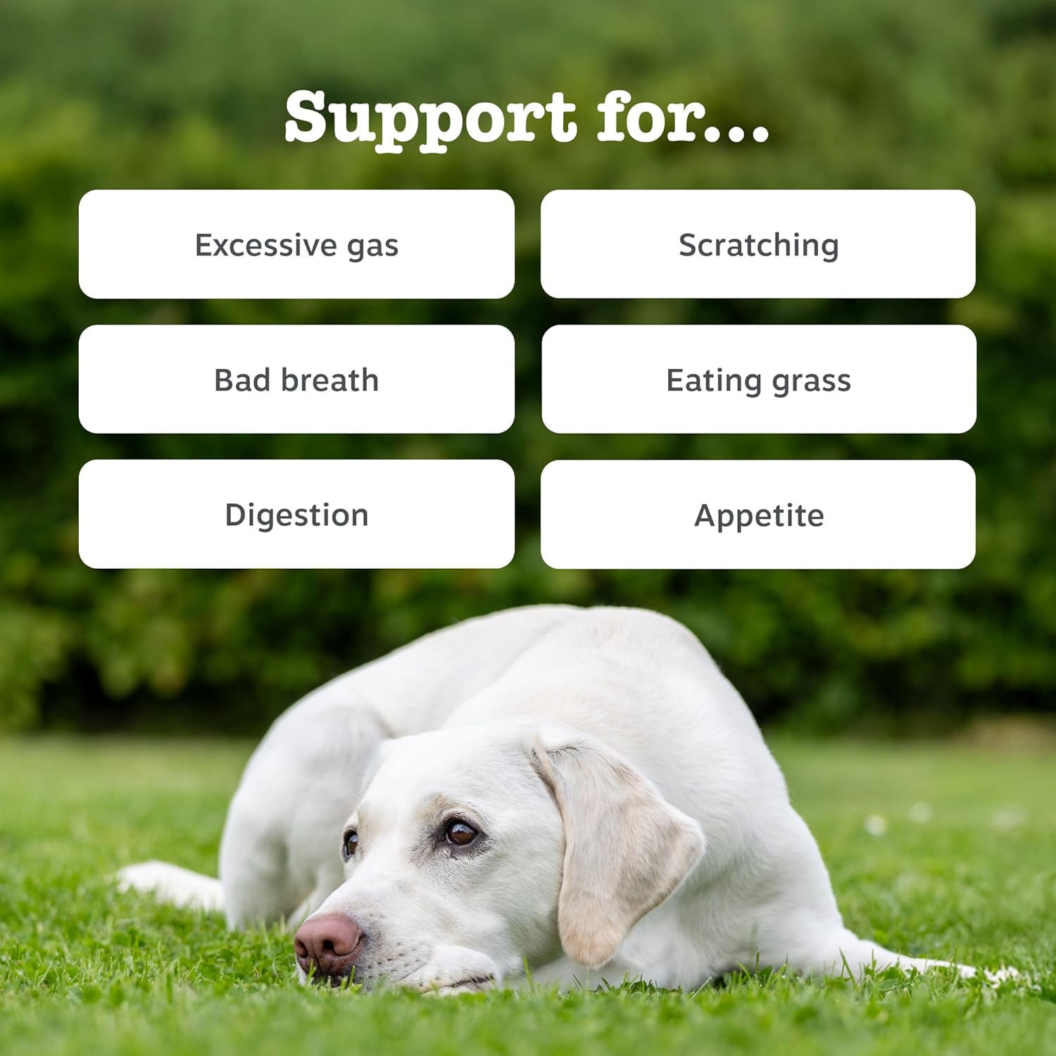Zesty Paws Probiotic Chews for Dogs | Supports Gut Health, Stool Quality & Digestive Balance, Bad Breath| Contains Prebiotics, Probiotics & Postbiotics, Pumpkin & Linseed | Daily Use | 90 Chews
