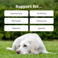 Zesty Paws Probiotic Chews for Dogs | Supports Gut Health, Stool Quality & Digestive Balance, Bad Breath| Contains Prebiotics, Probiotics & Postbiotics, Pumpkin & Linseed | Daily Use | 90 Chews